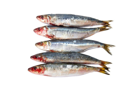 Human-Grade Raw PetTreats - Sardines 5 Per Pack