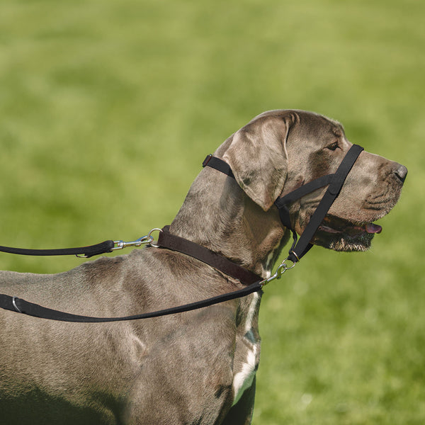 Halti Training Lead for Dogs