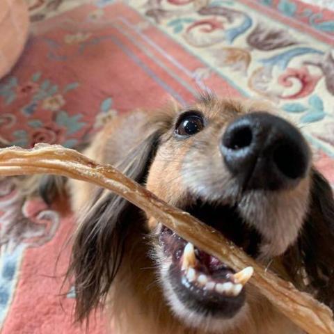 Kangaroo Tendons for Smaller Dogs and Puppies