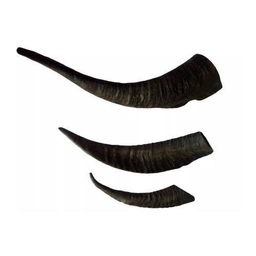 Australian Goat Horns