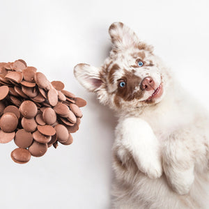 Carob Drops Dog Training Treats Australian Made